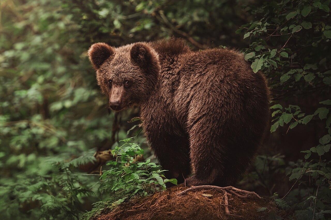 Romanian wildlife context: a brown bear near the Transfăgărășan