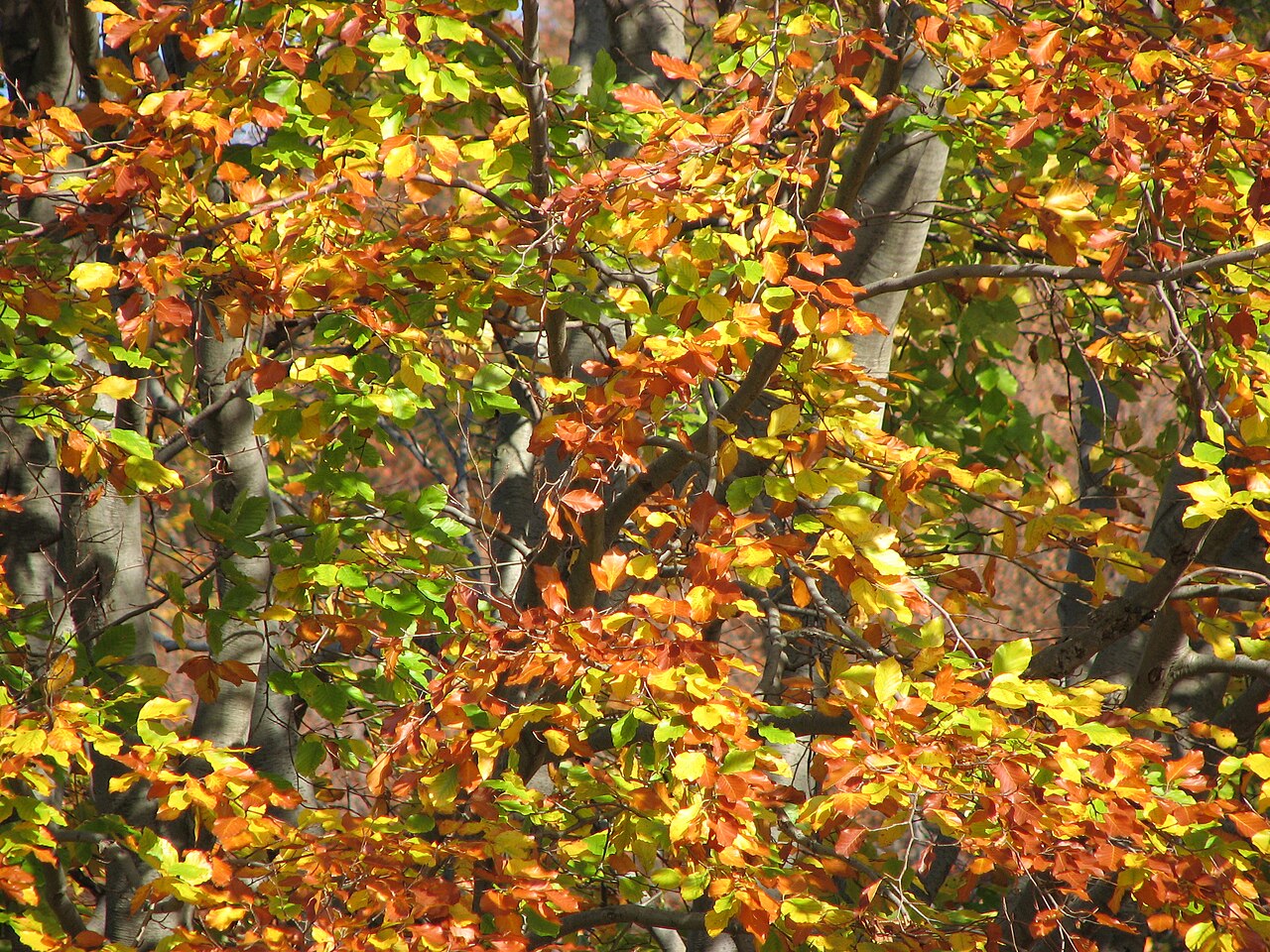 Autumn beech leaves in Cluj’s Făget forest