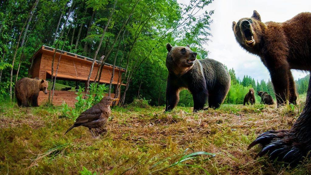 Bear watching